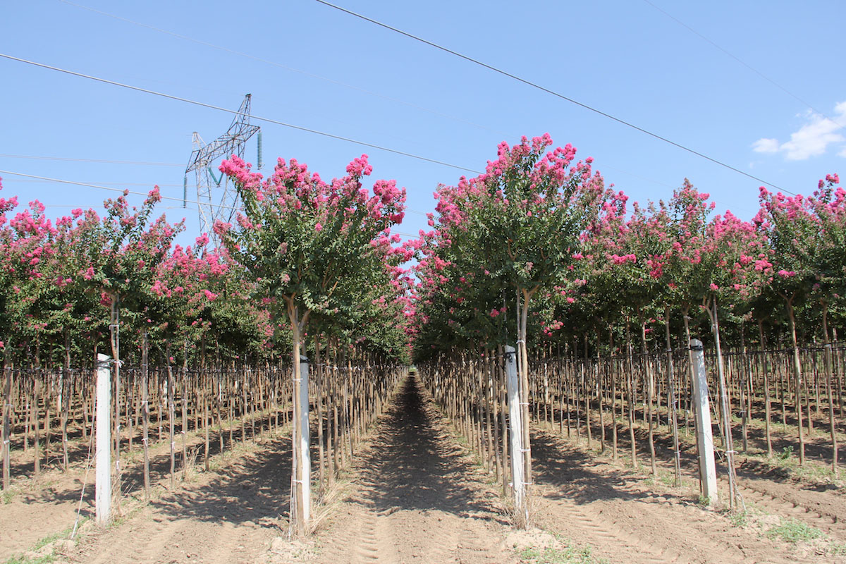 Arboriculture